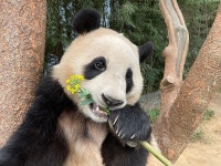 더쿠 - ‘푸바오 유채’ (feat.또 고구마)