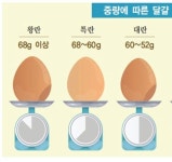 더쿠 - 정보) 계란이 제일 큰 사이즈는 왕란이다