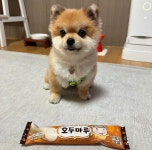 더쿠 - 해태로부터 호두마루 받은 반려견순찰대 호두.jpg