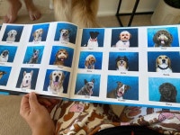 더쿠 - 강아지유치원 졸업앨범