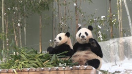 더쿠 - 아이바오야 안심해 워더우는 안전해!