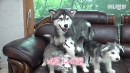 더쿠 - 동물농장 나왔던 말스키 아이들 근황(말티즈+허스키)