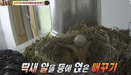 더쿠 - 다른 새끼 새 다 죽이면서까지 남의 둥지에서 자라는 뻐꾸기