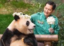 더쿠 - 매년 클로버꽃 화관을 푸바오에게 선물했던 송바오