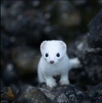 더쿠 - 나 달달 보면서 내가 생각한 여울이랑 흰여우 이미지가 달라 ㅋㅌㅋ