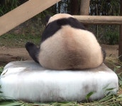 더쿠 - 이것은 판다인가? 현미 삼각김밥인가? 🐼