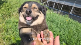 더쿠 - 엄마만 보면 빵긋빵긋 웃는😄💕 강아지 김깜순