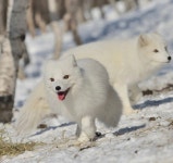 더쿠 - 나 달달 보면서 내가 생각한 여울이랑 흰여우 이미지가 달라 ㅋㅌㅋ