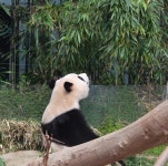 더쿠 - 용인에서 잘 놀던 아기 판다🐼