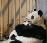 더쿠 - 아이바오 6개월때 어미랑 분리시킨 거 아이바오도 그렇지만 신니얼도 너무 불쌍해