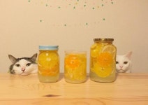 더쿠 - 🐱어서오세요 하얀 고양이 과일청 가게 입니다~