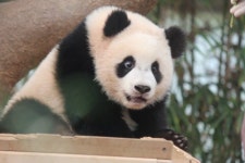 더쿠 - 루이 큰눈이 더 커진 이유