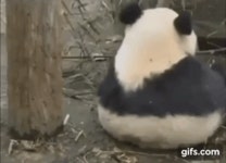 더쿠 - 이뻐이뻐 아이바오 뒷태.jpgif (판다인가 삼각김밥인가)