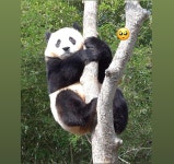 더쿠 - 용인에서 잘 놀던 아기 판다🐼