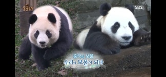 더쿠 - 아이바오 러바오도 털색 차이 좀 나?