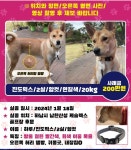 더쿠 - ‼️(하남위례) 강아지를 찾습니다‼️🐶
