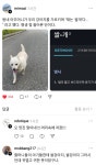 더쿠 - 동네 아주머니가 우리 개를 가리키며 쌀개라고 하셨음