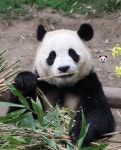 더쿠 - 2년 전 오늘 할부지에게 유채꽃 선물을 받은 푸바오🐼