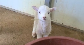 더쿠 - 양과 염소는 꽤 다르지만 아기양과 아기염소는 자세히 보지 않으면 구분이 어렵다 🐑 🐐