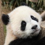 더쿠 - 용인 공기는 한번에 다 들이킬 거 같은 후이바오🐼 왕 콧구멍🐽
