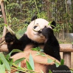 더쿠 - 오늘 바오가족 자컨 판다와쏭🐼 예고