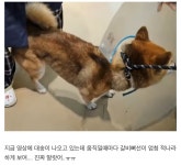 더쿠 - 방금 케어 인스타계정에 올라온 시바견 대송이 사건