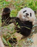 더쿠 - 웃상판다 햅삐판다로 유명한 판다 베이천의 12월 근황🐼