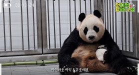 더쿠 - 아이바오 위대한 엄마 판다에서 당근공주 컴백.jpg