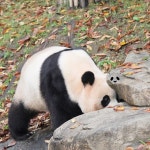 더쿠 - 액체괴물 확인하는 아기곰 🐼🖤