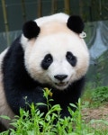 더쿠 - 오늘자 사람 꼬시는 아기판다 후이바오... 💕🐼
