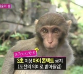 더쿠 - 원숭이랑 3초 이상 눈 마주치면 생기는 일.jpg