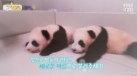 더쿠 - 10월 12일 내일 쌍둥바오 이름 공식발표 🐼