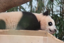 더쿠 - 루이 큰눈이 더 커진 이유