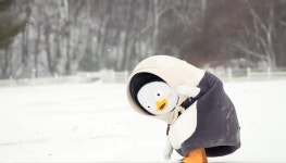 더쿠 - 역대급 힐링편이라는 이번주 대관령 펭수 목장편❄️