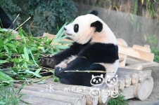 더쿠 - 루이바오 나는 왕머리가 아니야