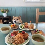 더쿠 - 🐶어서오세요 오전에만 운영하는 멍식당 입니다~