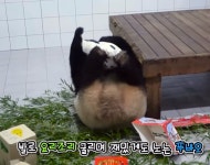더쿠 - 푸바오쿠션 안 뺏기려다 발라당 하는 푸 🐼💕