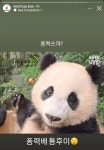 더쿠 - 퐁.력.쓸.까. 🐼