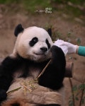 더쿠 - 툥바오 판다월드 얼음 세신샵 오픈 🐼🩷