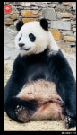 더쿠 - 친구바오 샤오치지 여전히 뚱쭝해요 🐼.jpg