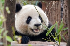 더쿠 - 웃상판다 햅삐판다로 유명한 판다 베이천의 12월 근황🐼
