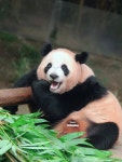 더쿠 - 할부지 안마에 눈 풀린 루이바오💜🐼🫠