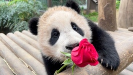 더쿠 - 장미와 푸바오🌹🐼.jpg (photo by 송바오)