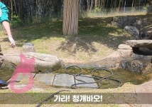 더쿠 - ㅇㅂㅇ송바오 바라보는 청개바오 귀엽다 ㅋㅋㅋ