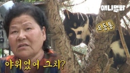 더쿠 - 아이바오 많이 야위었어요