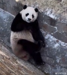더쿠 - 친구바오 샤오치지 여전히 뚱쭝해요 🐼.jpg