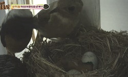 더쿠 - 다른 새끼 새 다 죽이면서까지 남의 둥지에서 자라는 뻐꾸기