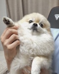 더쿠 - 구마구마구마구마