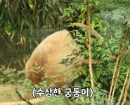 더쿠 - 수궁