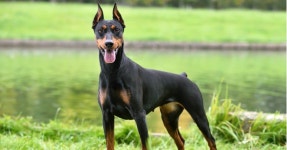 These Breeds Make the Best Guard Dogs